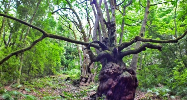 Madeira Island laurel Forest (laurissilva) mini